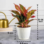 Self Watering Pots Set of 3 (Size: 14cm x 12.5cm Each) - Image 2